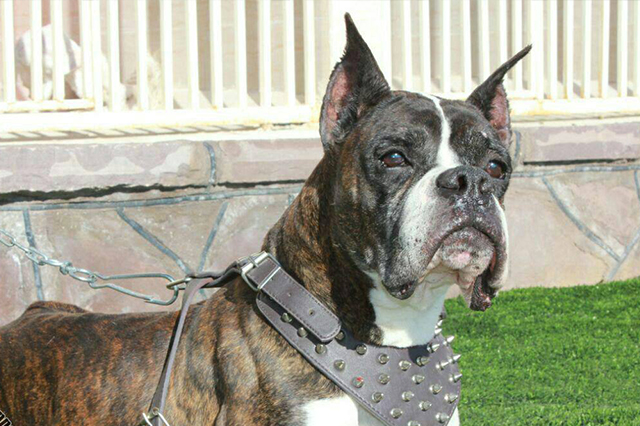 مولد نژاد باکسر بوبو